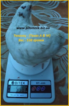 Яйца инкубационные порода "Техасский белый" - бройлер (США).

Питомн. . фото 4
