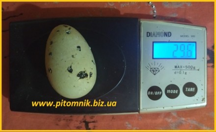 Яйца перепелиные BIO - премиум индоперепел.. Одесса. фото 1 Яйца перепелиные BIO - премиум индоперепел.. Одесса. фото 1