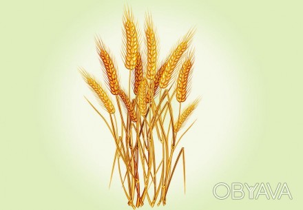 продаю от 10 кг (л.) масло первого отжима зародышей пшеницы. . фото 1