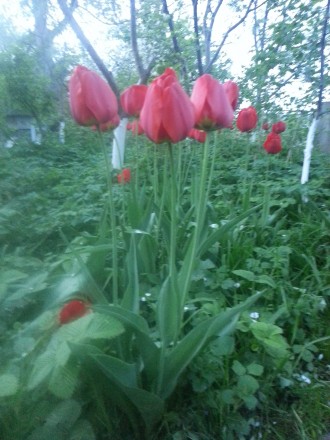 Цибулини ранніх червоних тюльпанів з домашнього саду. . фото 3
