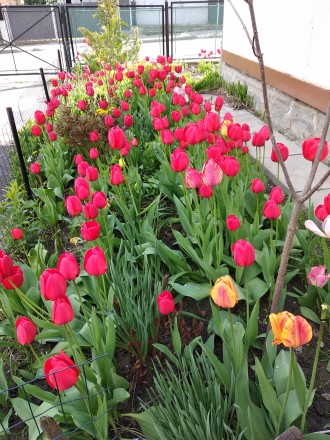 Цибулини ранніх червоних тюльпанів з домашнього саду. . фото 2