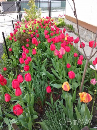 Цибулини ранніх червоних тюльпанів з домашнього саду. . фото 1