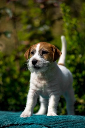 Предлагаем ДЛЯ ПРОДАЖИ красивых щенков Джек Рассел Терьера- с типом шерсти броке. . фото 6