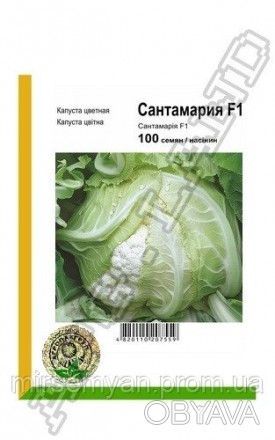 Гибрид цветной капусты для всесезонного выращивания. Срок созревания - 75-95 дне. . фото 1