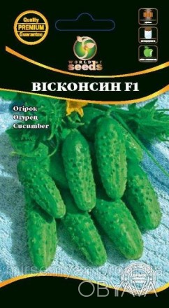 Огурец корнишон ВИСКОНСИН- сорт Американской реликвии! Выведен в Университете шт. . фото 1