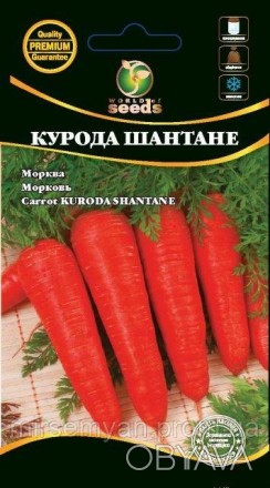 Морковь Курода Шантане Среднеранний высокоурожайный сорт. До технической спелост. . фото 1