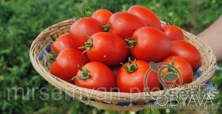 Помидоры Намиб F1 1000 семена (Syngenta)