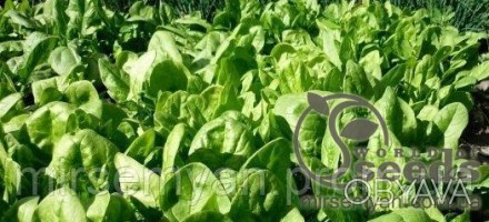 Спирос F1 
Замечательный гибрид шпината для всесезонного выращивания. 
Вегетацио. . фото 1