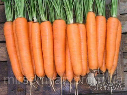 "Элеганс" F1 (1,6-1,8мм.)
Новый гибрид раннеспелой моркови нантского типа.
Корен. . фото 1