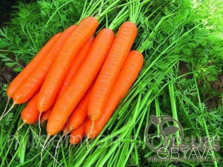 Лагуна F1
Новый гибрид раннеспелой моркови нантского типа. 
Характерной особенно. . фото 1