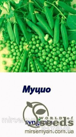 Горох Муцио 100 000 семена (Syngenta) (18,6кг)