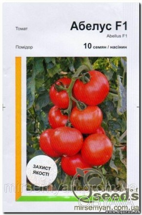 Абелус F1
Раннеспелый высокоурожайный гибрид томата с ранней отдачей урожая.
 Пл. . фото 1