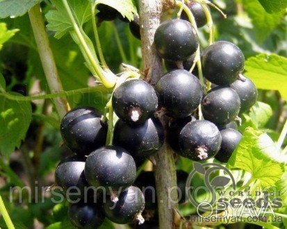 Юбилейная Копаня — среднепоздний сорт чёрной смородины интенсивного типа селекци. . фото 1