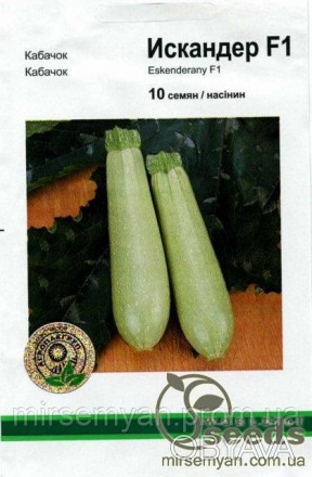 Семена кабачка-цуккини Искандер F1, фасовка 10 семян.
Популярный сверхранний гиб. . фото 1