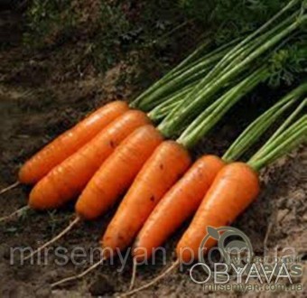 Каскад F1
Поздний (130 дней) гибрид моркови сортотипа Шантане для хранения. 
Кор. . фото 1