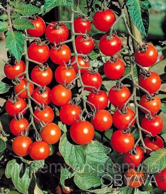 Сомма F1
Сверхранний гибрид томата для цельноплодного консервирования.
 Плоды - . . фото 1