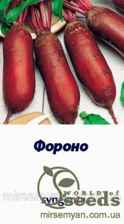 Свекла столовая "Фороно"  100 000 н.,   Syngenta, (Сингента). Тернополь. фото 1