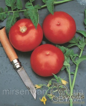 Ольга F1 детерминантный томат
• Вегетационный период - 75-78 дней от высадки рас. . фото 1