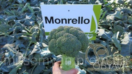 Монрело F1 - Высокий урожай и качество при растянутых сроках уборки 
Вегетационн. . фото 1