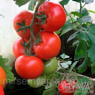 Томат Алинди 811 F1
Новый гибрид среднеплодного томата. Хорошо завязывает плоды . . фото 1