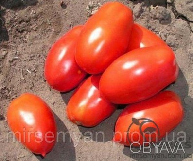 Помидоры Инкас F1 1000 семена (Nunhems)