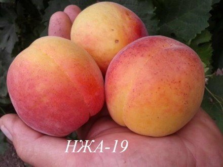 Продаем саженцы черешни, абрикоса, персика, нектарина, вишни, яблони, айвы, груш. . фото 3