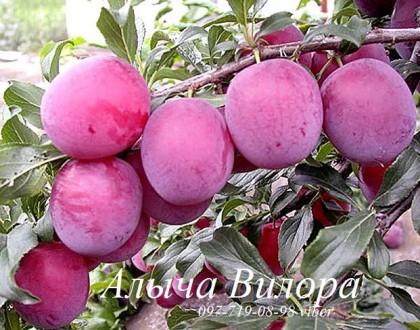 Продаем саженцы черешни, абрикоса, персика, нектарина, вишни, яблони, айвы, груш. . фото 13