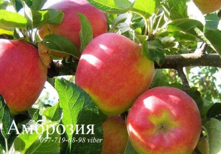 Продаем саженцы черешни, абрикоса, персика, нектарина, вишни, яблони, айвы, груш. . фото 9