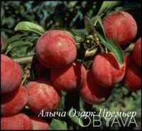 Продаем саженцы черешни, абрикоса, персика, нектарина, вишни, яблони, айвы, груш. . фото 4