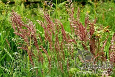 Овсяница красная луговая (Festuca pratensis Huds.) - многолетнее неплотнокущовая. . фото 1