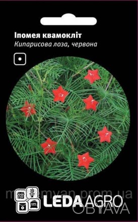 Ипомея квамоклит или кипарисовая лиана - это тропический цветок необыкновенной к. . фото 1