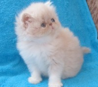 персидские котята кремового и рыжего окрасов, ласковые и контактные малыши, возм. . фото 5
