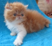 персидские котята кремового и рыжего окрасов, ласковые и контактные малыши, возм. . фото 2