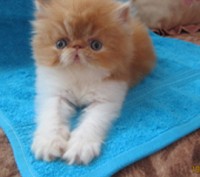 персидские котята кремового и рыжего окрасов, ласковые и контактные малыши, возм. . фото 6