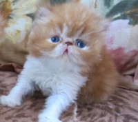персидские котята кремового и рыжего окрасов, ласковые и контактные малыши, возм. . фото 4