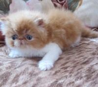 персидские котята кремового и рыжего окрасов, ласковые и контактные малыши, возм. . фото 3