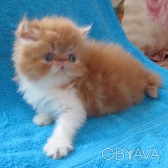 персидские котята кремового и рыжего окрасов, ласковые и контактные малыши, возм. . фото 1
