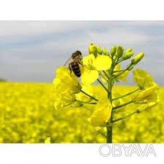 
Сорт защищен авторским свидетельством и внесен в Реестр сортов растений Украины. . фото 1