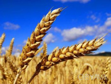 Мулан — это интенсивный среднеранний сорт хлебопекарной озимой пшеницы с потенци. . фото 1