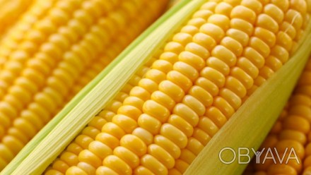 Общие характеристики кукурузы ЕС Анамур:
	Группа спелости: среднеранняя;
	ФАО: 2. . фото 1