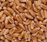 Семена пшеницы ШИРОККО КВС 1 репродукция. Первомайский. фото 1 Семена пшеницы ШИРОККО КВС 1 репродукция. Первомайский. фото 1