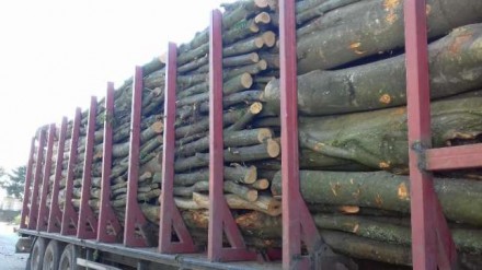 Продам дубовые дрова отличного качества, из екологически чистой територии от 67 . . фото 3