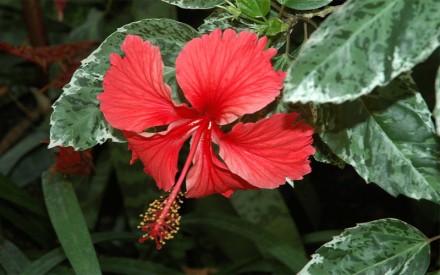 Вариентный гибискус с красними цветками
Красивое растенние
Молодой укорененный. . фото 3