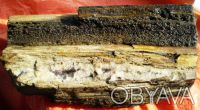 Часть ствола окаменелой араукарии (Юрский период Мезозойской эры, около 210 млн . . фото 5