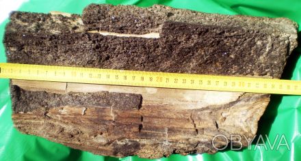 Часть ствола окаменелой араукарии (Юрский период Мезозойской эры, около 210 млн . . фото 1