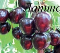 Продаем саженцы черешни, вишни, вишнево-черешневого гибрида и других плодовых де. . фото 4