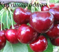 Продаем саженцы черешни, вишни, вишнево-черешневого гибрида и других плодовых де. . фото 11