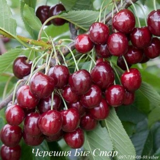 Продаем саженцы черешни, вишни, вишнево-черешневого гибрида и других плодовых де. . фото 3