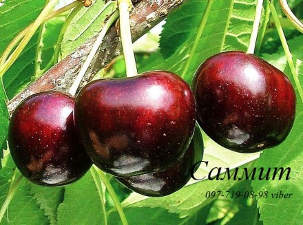 Продаем саженцы черешни, вишни, вишнево-черешневого гибрида и других плодовых де. . фото 7