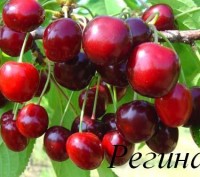 Продаем саженцы черешни, вишни, вишнево-черешневого гибрида и других плодовых де. . фото 9